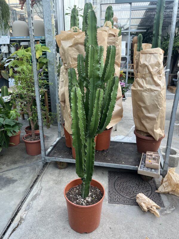 EUPHORBE CACTUS PLANTE GRASSE ROUBAUD JARDINERIE 13008 MARSEILLE