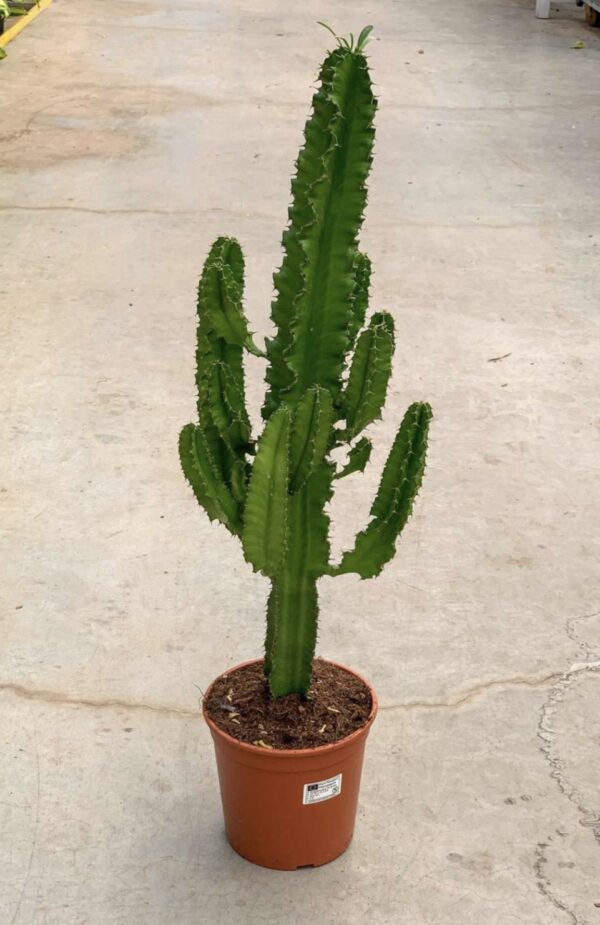 EUPHORBE CACTUS PLANTE GRASSE ROUBAUD JARDINERIE 13008 MARSEILLE