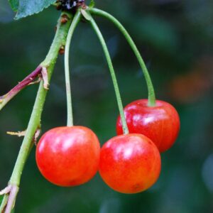 cerisier-griotte-montmorency-fruitier-roubaud-jardinerie-13008-marseille