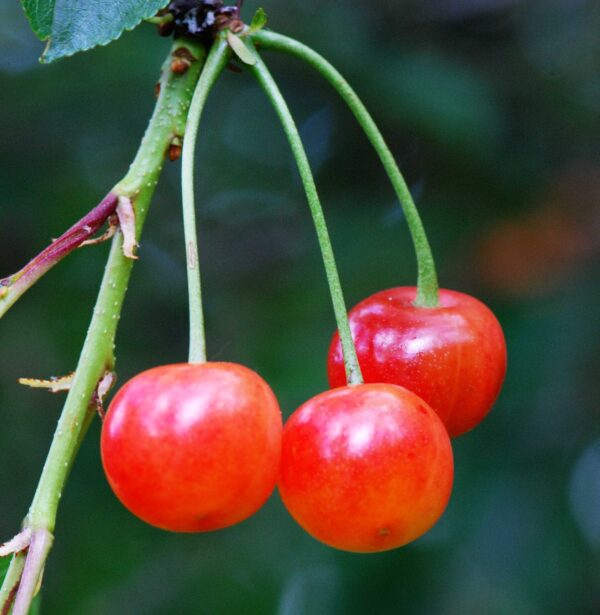 cerisier-griotte-montmorency-fruitier-roubaud-jardinerie-13008-marseille