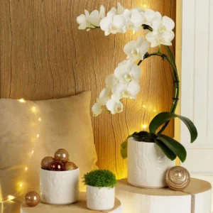cache-pot-jingle bell deco noel roubaud jardinerie 13008 marseille