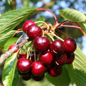 cerise-bigarreau-burlat-fruitier-cerisier-jardinerie-roubuad-13008-marseille