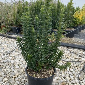 euonimus-benkomaski-fusain-plante-jardienrie-roubaud-13008-marseille