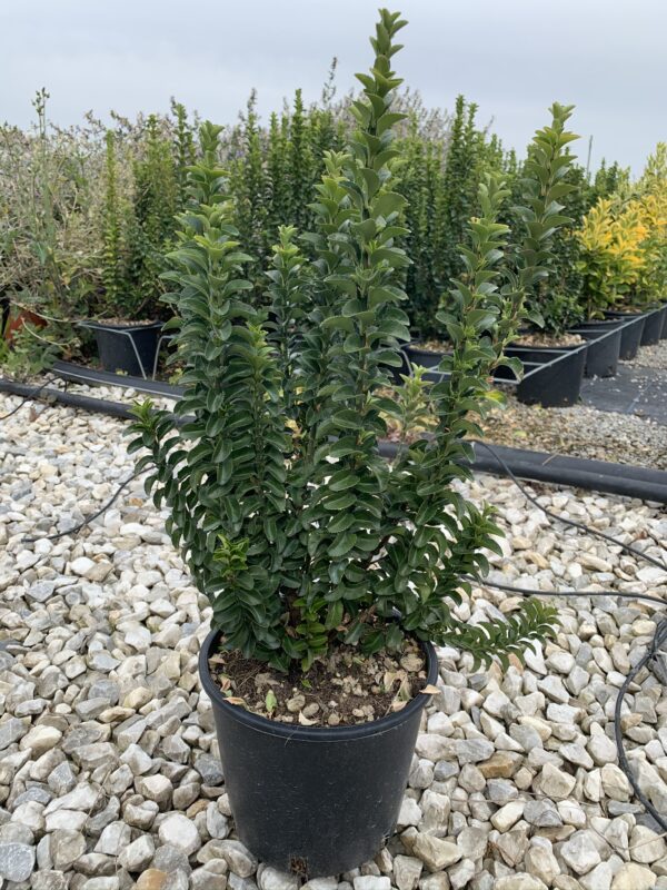 euonimus-benkomaski-fusain-plante-jardienrie-roubaud-13008-marseille