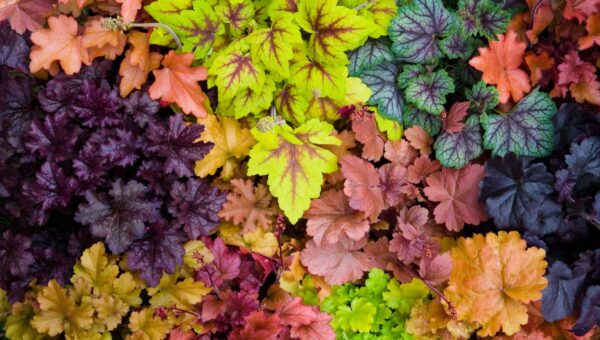 heucheres-PLANTES-AUTOMNE-EXTERIEUR-ROUBAUD-JARDINERIE-13008-MARSEILLE