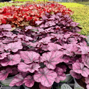 heucheres-PLANTES-AUTOMNE-EXTERIEUR-ROUBAUD-JARDINERIE-13008-MARSEILLE