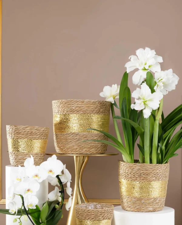 panier-oria-NOEL-CACHE-POT-NATUREL-ET-OR-PLANTE-DECORATION-ROUBAUD-JARDINERIE-13008-MARSEILLE