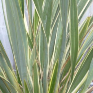 phormium-tenax-variegatum-plante-resistante-roubaud-jardinerie-13008-marseille