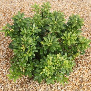 pittosporum-tobira-nana-forme-naine-roubaud-jardinerie-13008-marseille