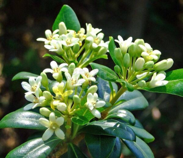 pittosporum-tobira-nana-forme-naine-roubaud-jardinerie-13008-marseille