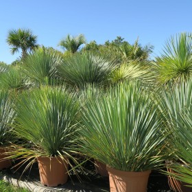 yucca-rostrata.jeune-sans-trons-roubaud-jardinerie-13008-marseille