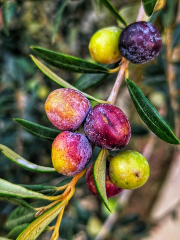 OLIVIER-picual-ARBRE-JARDINERIE-ROUBAUD-13008-MARSEILLE