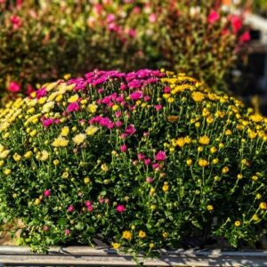 chrysanthemes-JARDINIERE-toussaint-roubaud-jardinerie-fleurs-13008-marseille