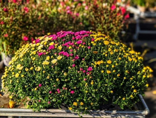 chrysanthemes-JARDINIERE-toussaint-roubaud-jardinerie-fleurs-13008-marseille