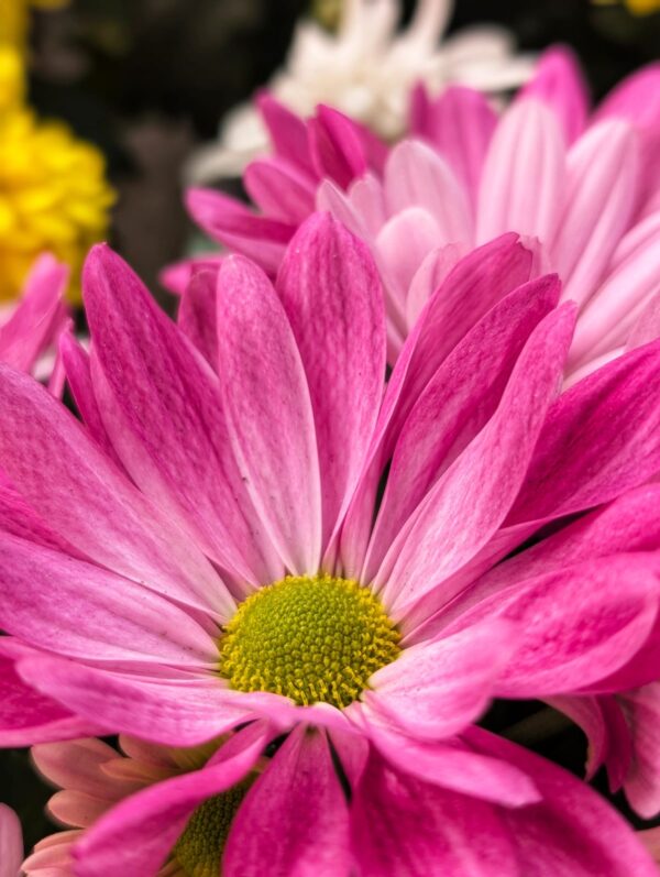 chrysanthemes-americain-rose-toussaint-roubaud-jardinerie-fleurs-13008-marseille