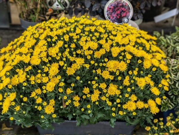 chrysanthemes-JARDINIERE-toussaint-roubaud-jardinerie-fleurs-13008-marseille