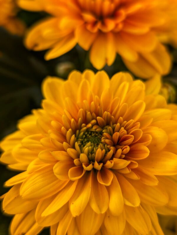 chrysanthemes-jaune-toussaint-roubaud-jardinerie-fleurs-13008-marseille