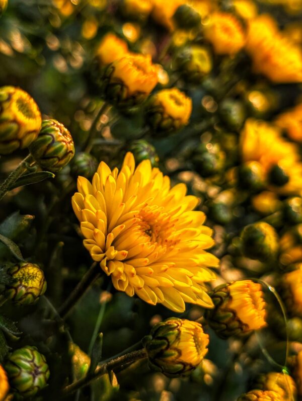 chrysanthemes-jaune-toussaint-roubaud-jardinerie-fleurs-13008-marseille