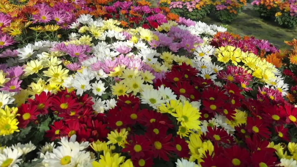 fleurs-toussaint-chrysantheme-pomponette-jardinerie-roubaud-13008-marseille