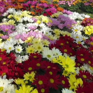 fleurs-toussaint-chrysantheme-pomponette-jardinerie-roubaud-13008-marseille