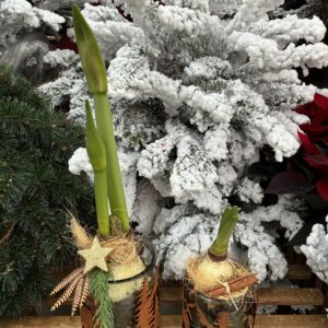 COMPO-DE-NOEL-amaryllis-plante-interieur-SAPIN-IDEE-CADEAU-ROUBAUD-JARDINERIE-13008-MARSEILLE