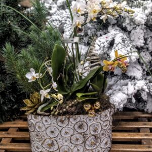 COMPOSITION-DE-NOEL-JARDINIERE-orchidees-IDEE-CADEAU-ROUBAUD-JARDINERIE-13008-MARSEILLE