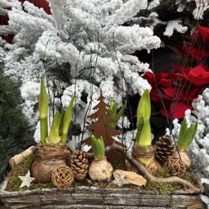 COMPOSITION-DE-NOEL-JARDINIERE-JACINTHES-SAPIN-IDEE-CADEAU-ROUBAUD-JARDINERIE-13008-MARSEILLE
