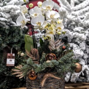 COMPOSITION-DE-NOEL-JARDINIERE-orchidees-IDEE-CADEAU-ROUBAUD-JARDINERIE-13008-MARSEILLE