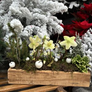 COMPOSITION-DE-NOEL-SAPIN-IDEE-CADEAU-ROUBAUD-JARDINERIE-13008-MARSEILLE-44.90E