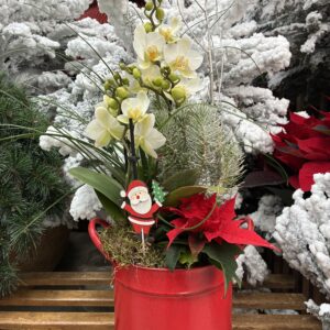 COMPOSITION-PERE-NOEL-ORCHIDEES-SAPINS-POINSETTIA-SAPIN-IDEE-CADEAU-ROUBAUD-JARDINERIE-13008-MARSEILLE