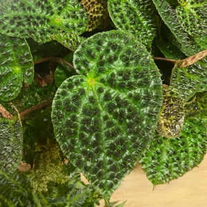 Begonia-rex-Ferox-collection-plante-rare-idee-cadeau-roubaud-jardinerie-13008-marseille