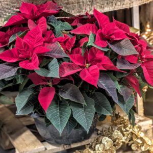coupe-de-poinsettia-plante-interieur-SAPIN-CADEAU-ROUBAUD-JARDINERIE-13008-MARSEILLE