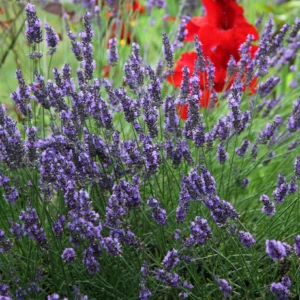 Lavandula-intermedia-Grosso-lavande-hybride-plante-fleur-roubaud-jardinerie-13008-marseille