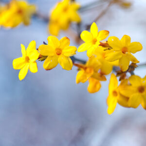 Le-jasmin-d-hiver-couleur-et-parfum-en-hiver-ROUBAUD-JARDINERIE-13008-MARSEILLE