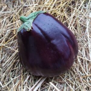 AUBERGINE-ELISA-RONDE-POTAGER-ROUBAUD-JARDINERIE-13008-MARSEILLE