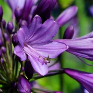 Agapanthus-Poppin-Purple-plante-fleurie-roubaud-jardinerie-13008-marseille