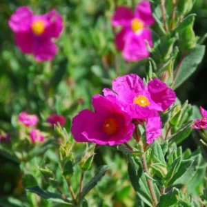CISTE-PULVERULENTUS-ARBUSTE-FLEURI-ROSE-JAUNE-ROUBAUD-JARDINERIE-13008-MARSEILLE