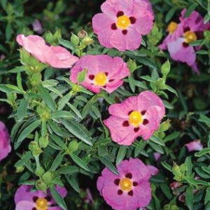 CISTE-PURPUREUS-ARBUSTE-FLEURI-ROSE-JAUNE-ROUBAUD-JARDINERIE-13008-MARSEILLE