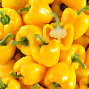 Poivron_jaune-greffe-potager-13008-marseille-ROUBAUD-JARDINERIE