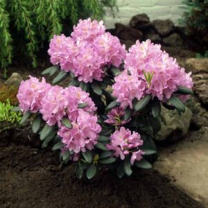 RHODODENDRON-plante-fleurie-jardinerie-roubaud-13008-marseille