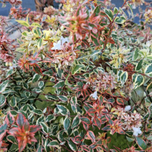 abeliea-grandes-fleurs-grandiflora-tricolor-charm-ARBUSTE-ROUBAUD-JARDINERIE-13008-MARSEILLE