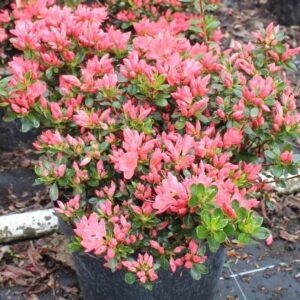 azalee-du-japon-pep-plante-fleuries-jardinerie-roubaud-13008-marseille