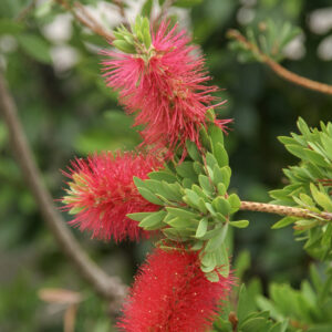 callistemon-citrinus-splendens-plante-fleurie-13008-marseille-jardinerie-13008 roubaud