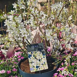 Cerisier nain à fleurs blanches du Japon