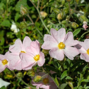 cistus-skanbergii-ciste-arbuste-fleuri-roubuad-jardinerie-13008-marseille