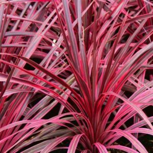 cordyline-CHARLIE-BOY-ROSE-RARE-JARDINERIE-ROUBAUD-PALMIER-13008-MASEILLE