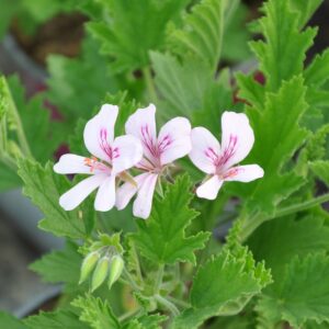 Pelargonium citriodorum – Géranium odorant