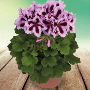 pelargonium-elegance-patricia-plante-fleurie-jardinerie-roubaud-13008-marseille geranium