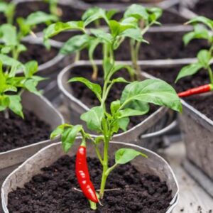 plant-de-piment-piquant-en-godet-potager-jardinerie-roubaud-13008-marseille