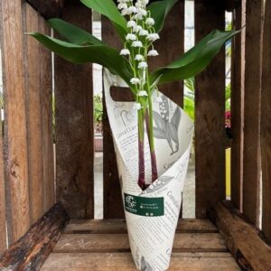 2-BRINS-POT-TERRE-CUITE-MUGUET-ROUBAUD-JARDINERIE-13008-MARSEILLE.